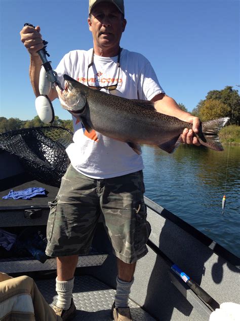 american river fishing report|american river salmon fishing report.